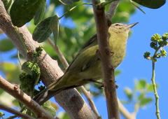 Leiothlypis celata