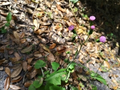 Emilia sonchifolia image