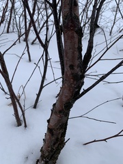 Betula glandulosa