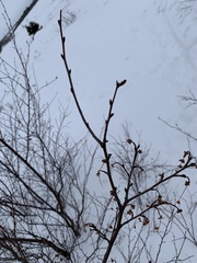 Betula glandulosa