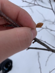 Betula glandulosa