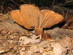 Tricholoma pessundatum