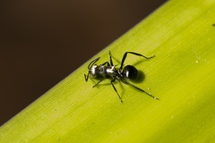 Polyrhachis argentosa