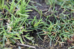 Triphysaria versicolor versicolor
