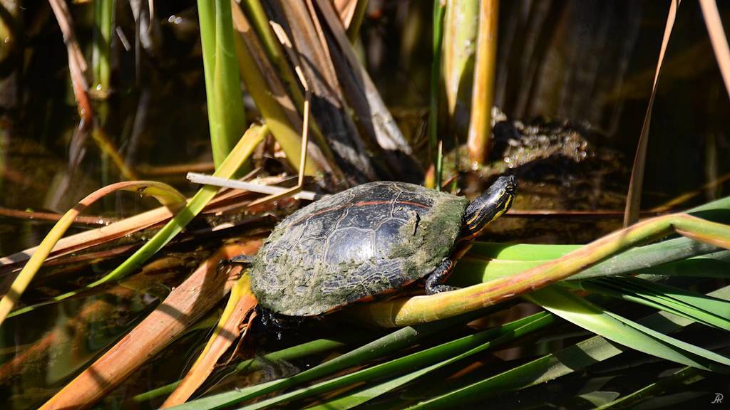 Southern Painted Turtle from Carmel Valley, San Diego, CA, USA on ...