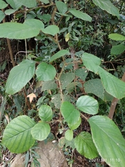 Rubus wallichianus