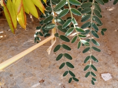 Astragalus trichopodus antisellii