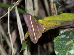 Parataygetis lineata