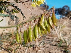 Astragalus trichopodus antisellii