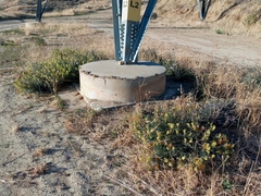 Astragalus trichopodus antisellii