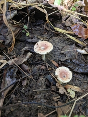 Russula pusilla