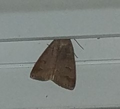 Cerastis tenebrifera