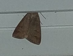 Cerastis tenebrifera