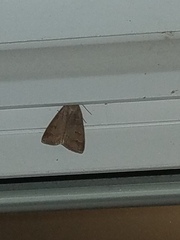 Cerastis tenebrifera