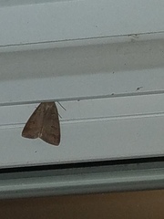 Cerastis tenebrifera