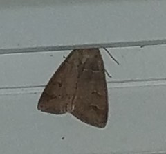 Cerastis tenebrifera