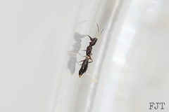 Franklinothrips