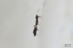 Franklinothrips