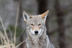 Canis latrans thamnos