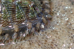 Mopalia porifera