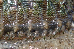 Mopalia porifera