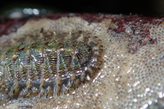 Mopalia porifera