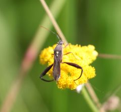 Mirperus jaculus
