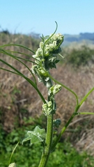 Marah oregana
