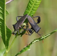 Anoplocnemis curvipes