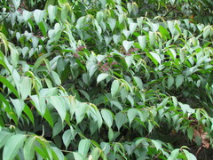 Miconia minutiflora