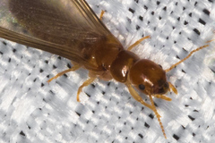 Incisitermes fruticavus