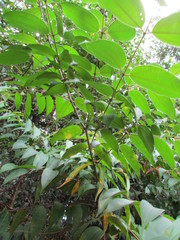 Miconia minutiflora