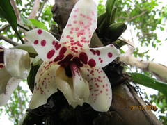 Stanhopea martiana