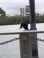 Anhinga novaehollandiae