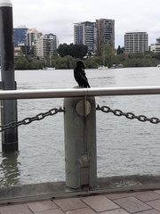 Anhinga novaehollandiae