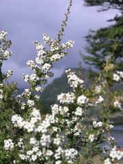 Escallonia virgata