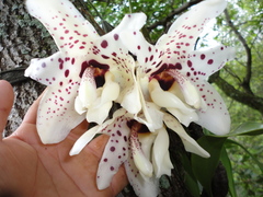 Stanhopea martiana
