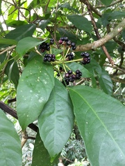 Dendropanax arboreus