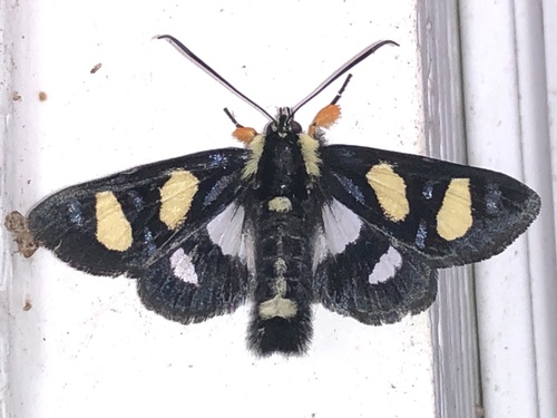 Alypia wittfeldii H.Edwards, 1883