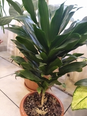 Dracaena fragrans compacta