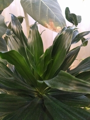 Dracaena fragrans compacta