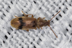 Notoxus desertus