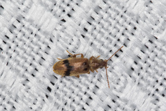 Notoxus desertus