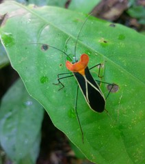 Sundarus