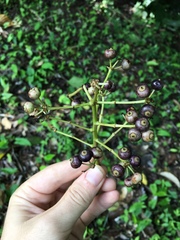 Dendropanax arboreus