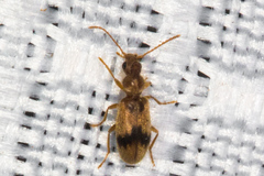 Notoxus desertus