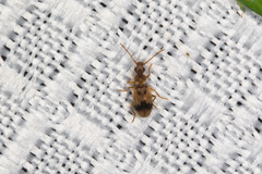 Notoxus desertus