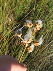 Androtrichum trigynum