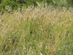 Androtrichum trigynum