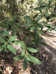 Banksia paludosa